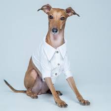 this canadian dog has better fashion sense than you ever will canadian dogs italian greyhound dog pet beds