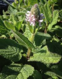Image result for Stachys
