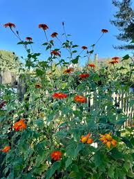 Image result for Tithonia