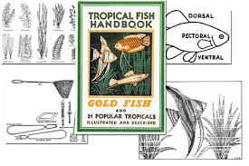 Do you not like any of the basic kits or tanks that you see around our. Tropical Fish Handbook Free Ebook Diy Homeschooler