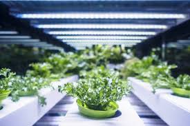 Your best bet would be to place a few led lights designed for plants near your plants that need a little extra light. Grow Lights Vs Regular Lights Choosing The Best For Your Needs Organize With Sandy