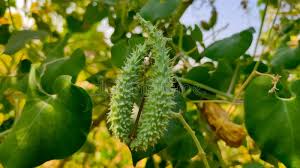 Image result for Pergularia