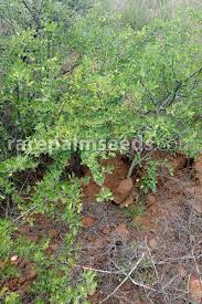 Image result for Commiphora africana