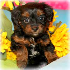 Maybe you would like to learn more about one of these? Designer Dog Breeds For Sale At Princess Puppies
