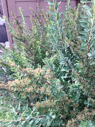 Blue or black when mature, fleshy, with a single seed (a. Garden Answers Plant Identification App Plants Plant Identification Flowering Shrubs