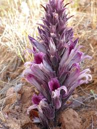 Image result for Orobanche
