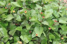 Image result for Spilanthes costata