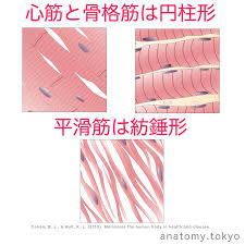 心筋細胞は紡錘形をしている 解答 心筋細胞は円柱形をしています 紡錘形は平滑筋です 解剖学 心臓 心筋 myocardium 一問一答 https www anatomy tokyo oqoa e3 80 90 e4 b8 80 e5 循環器系 解剖学 看護ノート