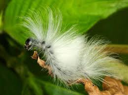 Black And Yellow Hairy Caterpillar Uk Hairy Caterpillar Cool Insects Caterpillar Fake Animals
