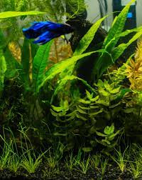 9 Most Useful Low Light Aquarium Plants Easy Care And Budget Friendly Planted Aquarium Freshwater Aquarium Plants Floating Plants