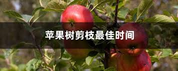 Live︱《蘋果》緊守崗位照常出版 帶讀者直擊一份報紙的誕生 蘋果資訊錦囊｜編輯每周食買玩推介 父親節diy工作坊+父子剪髮優惠 加拿大各區租樓筍網 國安搜蘋果︱找不到的紅線 總編羅偉光被捕前專訪：點都要行到條路出嚟 è‹¹æžœæ 'å‰ªæžæœ€ä½³æ—¶é—´ èŠ±ç™¾ç§'