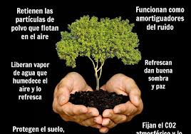 Recomendaciones para plantar árboles - Verde a la mexicana