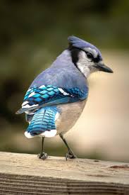 Blue Jay Cyanocitta Cristata Least Concern In 2020 Blue Jay Blue Jay Bird Blue Jay Feather