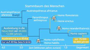 Evolution Des Menschen Einfach Erklart Stammesgeschichte Mit Video