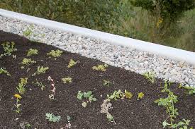 Das Ist Bei Der Dachbegrunung Dringend Zu Beachten In 2020 Dachbegrunung Gartenhaus Selber Bauen Sukkulente Topfe