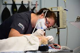Vaccinations clinic in winchester, va. Plaza Pet Clinic 1855 Senseny Rd 7 Winchester Va 22602 Usa