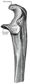 Ulna Wikipedia