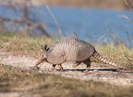 Nine Banded Armadillo Dasypus Novemcinctus Armadillo Woodland Animals Animal Totems