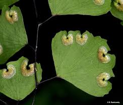 Image result for Limeum aethiopicum