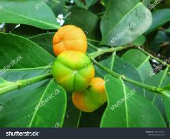 Image result for Suregada