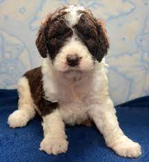 Mini st berdoodle breeders near me. St Berdoodle Mini St Berdoodle Saint Berdoodle Puppy