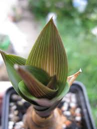 Image result for Dipcadi rigidifolium