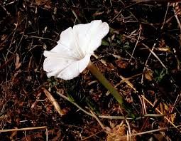 Image result for Ipomoea tenuipes