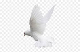 You can use these png with help of many application for android & ios like these app = picsart , lightroom , snapseed , autodesk there is many more application. Picart New Editing Picsart 15 August Png Transparent Png 1024x768 2114520 Pngfind