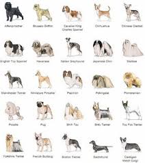 Toy Dogs Small Breeds To Consider Hypoallergenic Dog