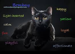 The Bombay Cat Is Known As The Parlor Panther Black Cats Everywhere Bombay Cat Cats Cat Breeds