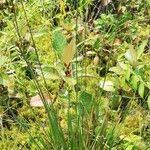 Image result for Xyris congensis