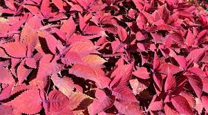 Image result for Coleus rhodesianum