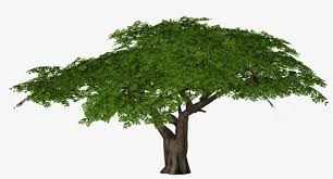 The following page uses this file: Acacia Tree Png Umbrella Thorn Acacia Png Free Transparent Png Download Pngkey