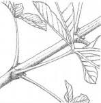 Image result for Vitex madiensis