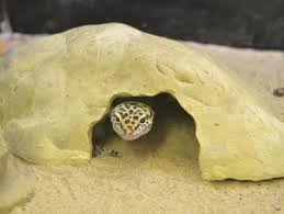 Maybe you would like to learn more about one of these? Bite Me Reptiles Pet Store Home Facebook