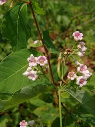 Image result for Vincetoxicum stenolobum