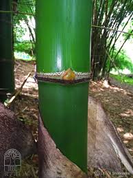 Image result for Bambusa vulgaris