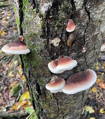 Image result for Ischnoderma resinosum