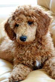 Pin By Four Fives Design On Puppy Love Poodle Puppy Standard Standard Poodle Apricot Standard Poodle