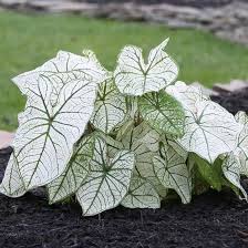 Image result for Caladium