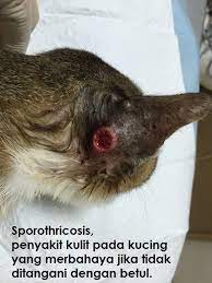 Sakit yang paling sederhana yaitu. Dr Lynn Yamin Sporothricosis Part 2 Sporo Penyakit Kulit Kucing Yang Bahaya Pada Manusia Jika Tidak Ditangani Dengan Betul Pada Entri Yang Lepas Saya Telah Kongsikan Apa Itu Sporo