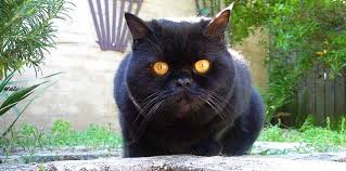 A cat that resembles a teddy bear—this sums up the physical characteristic of a british shorthair. Black British Shorthair Cats British Shorthair Cats Dog Cat