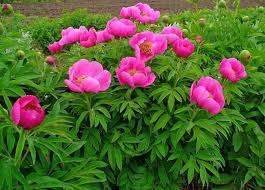 Gärtnereien, gartencenter, onlineshops und pflanzenversender haben diverse bzw. Pfingstrosen Blutenpracht Im Mai A Vogel