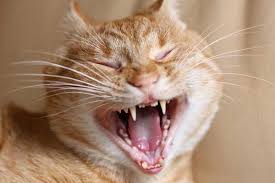So the canine teeth of your pet seem to protrude out of its mouth? Sink Your Teeth Into These 10 Cat Teeth Must Knows Catster
