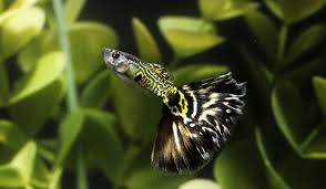 Pin On Aquatic Beauties