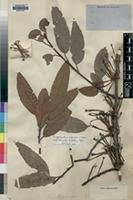 Image result for Phragmanthera polycrypta