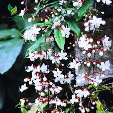 Image result for Clerodendrum abilioi