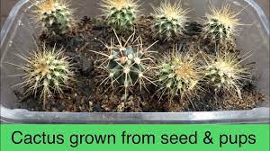 Zamnesia zamnesia has spent years honing its products, ranges, and knowledge of all. Cactus Seedling Update 1 Year Later Growing Cactus From Seed Part 3 Youtube