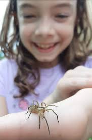My budding entomologist! New Brunswick 🇨🇦