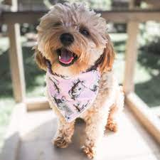 This maltipoo breeder in florida is so popular that the puppies get scooped up quickly so make sure you visit the website as soon as possible to learn finding the right maltipoo breeders in florida can feel overwhelming but with the help of our list, you will accomplish your goal of welcoming a new. Maltipoo Breeders In Florida Top 5 Picks 2021 We Love Doodles